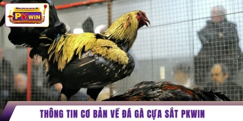 Thông tin cơ bản về đá gà cựa sắt PKWIN